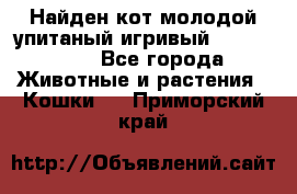 Найден кот,молодой упитаный игривый 12.03.2017 - Все города Животные и растения » Кошки   . Приморский край